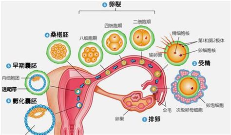 预产期