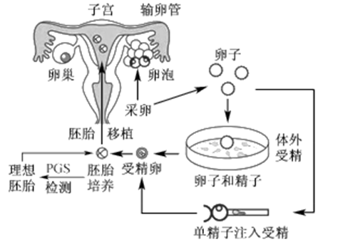 预产期