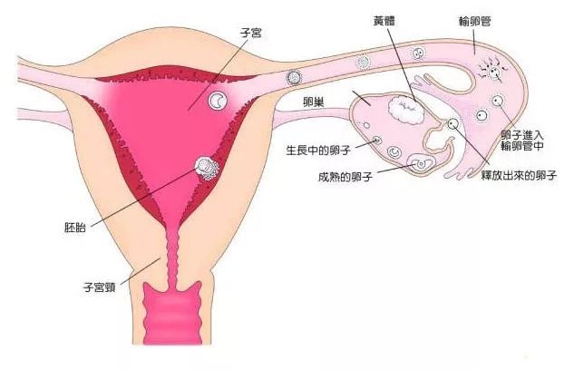 预产期
