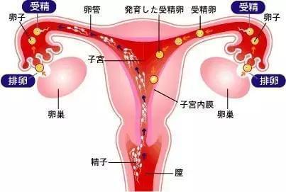 预产期倒推受孕日计算器