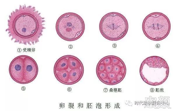 预产期在线查询计算器