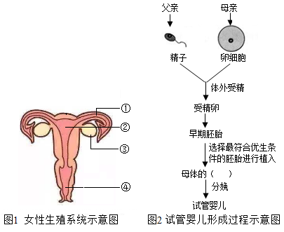 预产期
