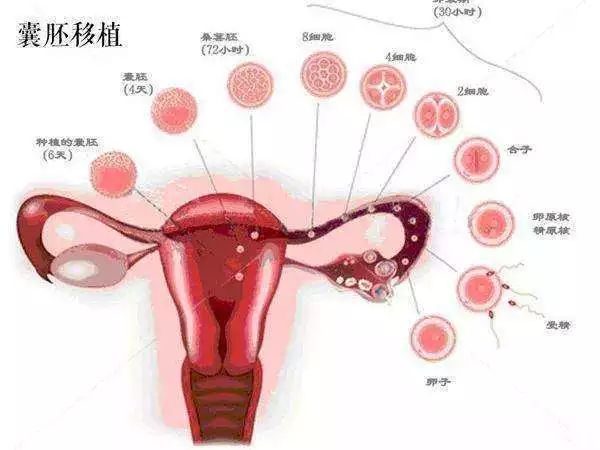南京试管婴儿
